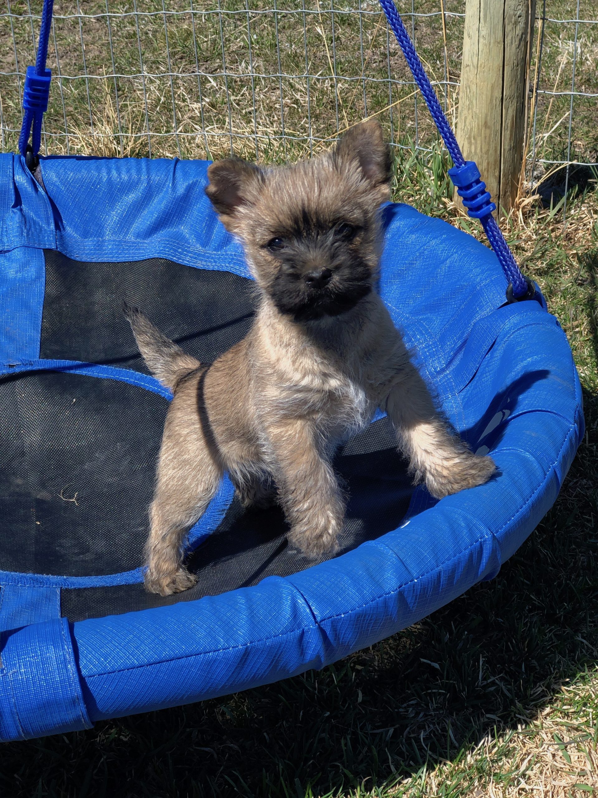 are cairn terriers ethical trained