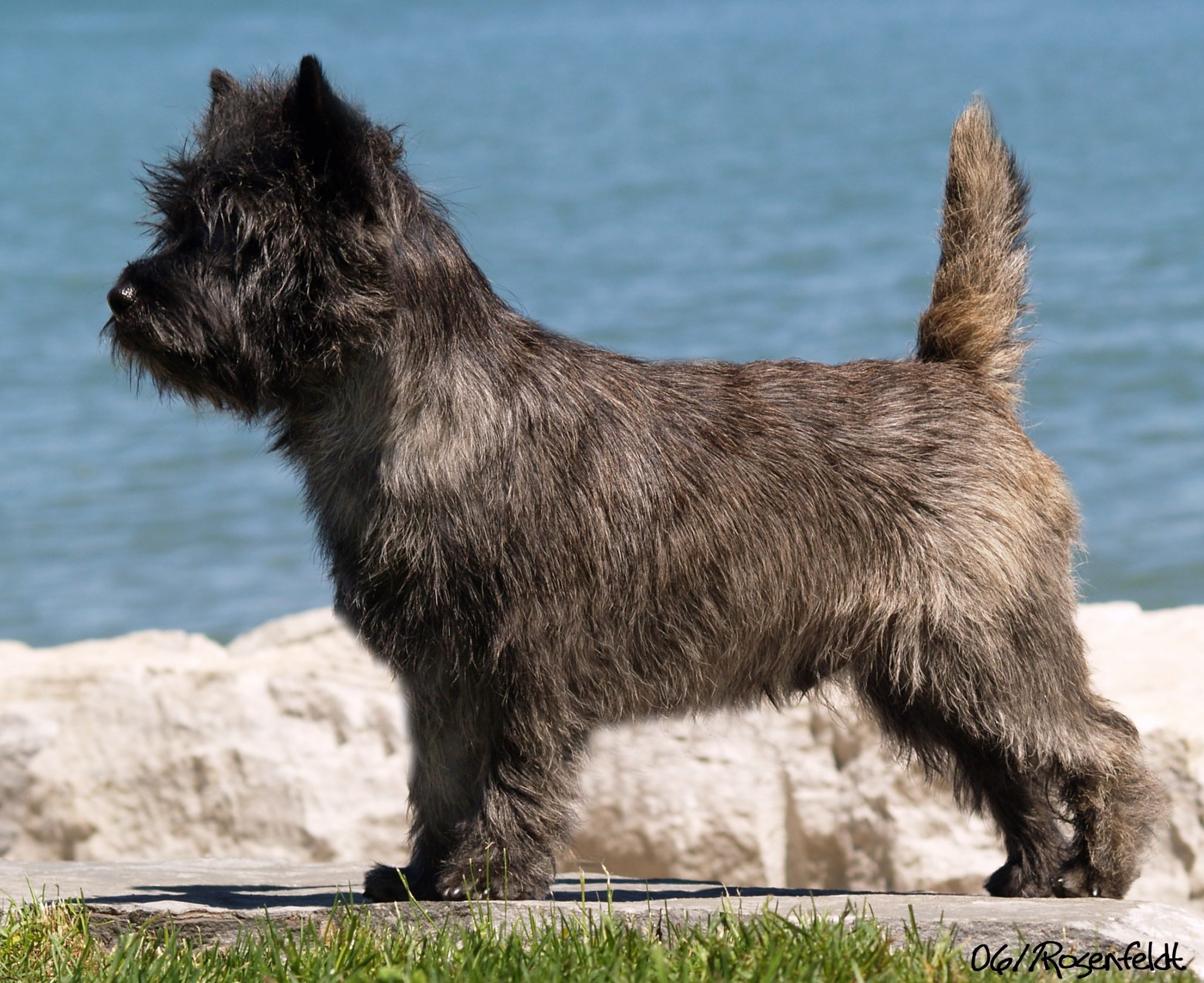 Grooming your Cairn Terrier