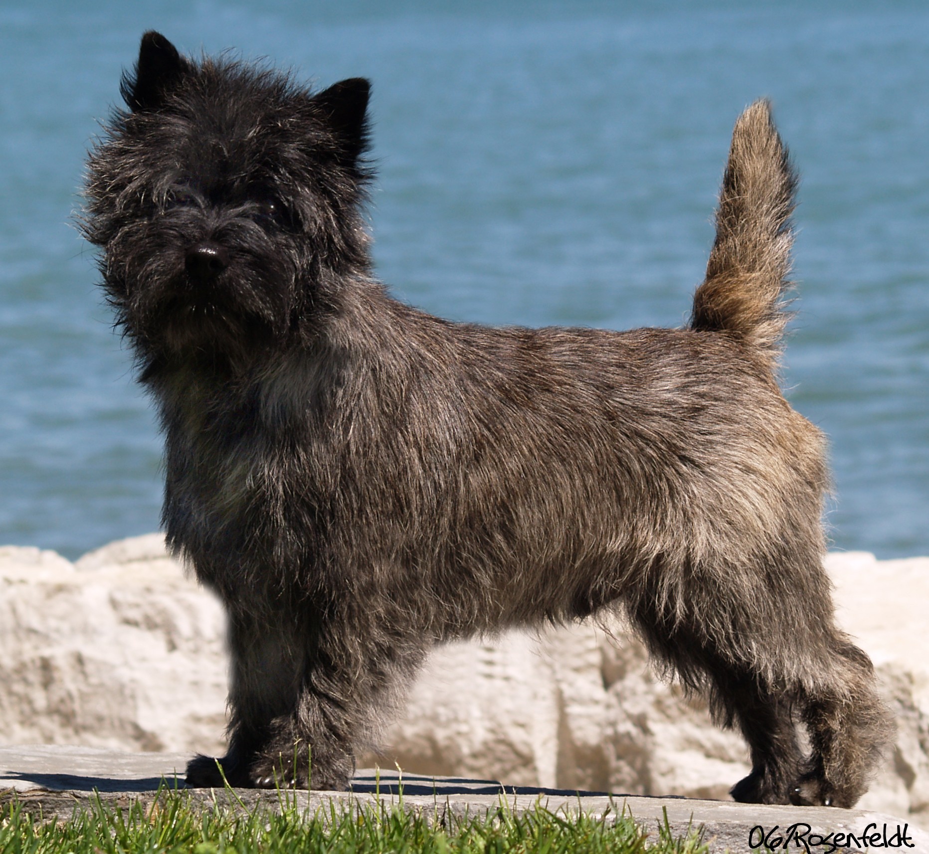 Grooming your Cairn Terrier